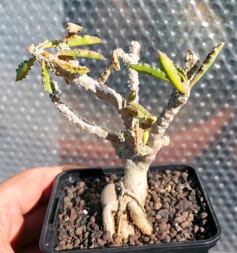 Euphorbia capsaintemariensis - euphorbia,