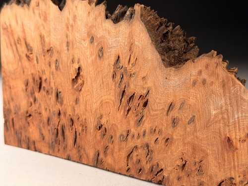 Cap burr elm live - cap,