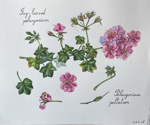 Botanical art geranium - botanical, art,geranium