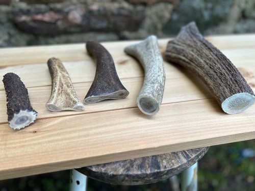 Deer antler dog - antler,