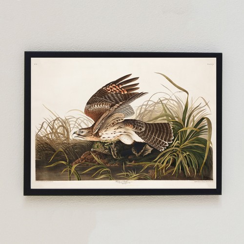 Winter hawk vintage bird - hawk,