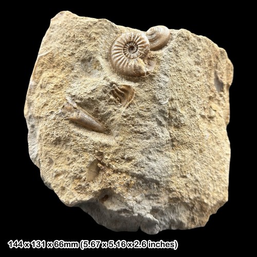 Rare amaltheus margaritatus - amaltheus,