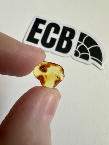 Baltic amber with mosquito - amber,