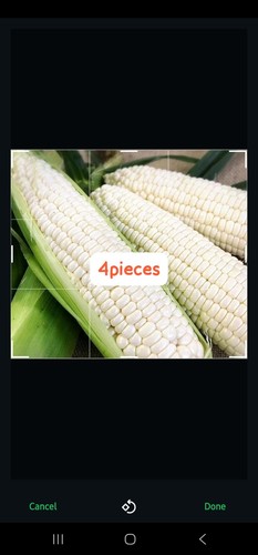 White maize fresh corn - fresh, ,4pcs