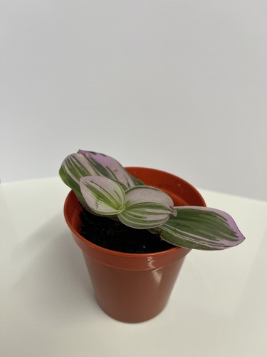 Tradescantia nanouk 6cm - nanouk, pot