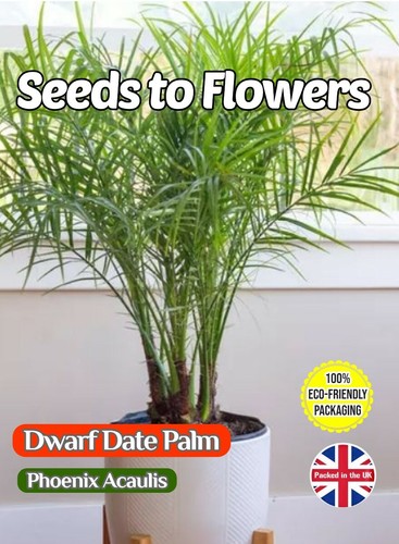 Dwarf date palm exotic - dwarf,