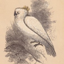 1851 SULPHUR-CRESTED COCKATOO