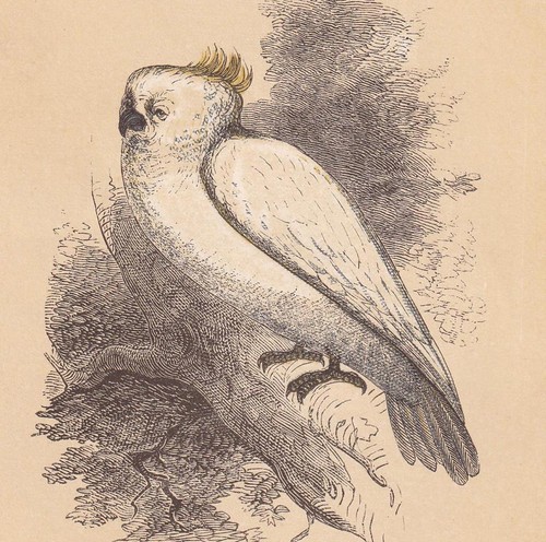 1851 sulphur crested - sulphur-crested, cockatoo
