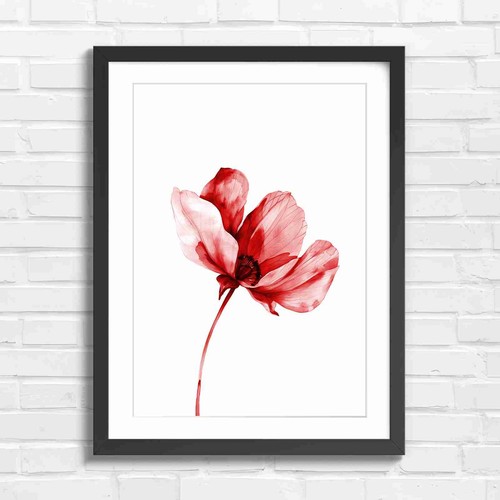 Delicate pink poppy flower - pink,