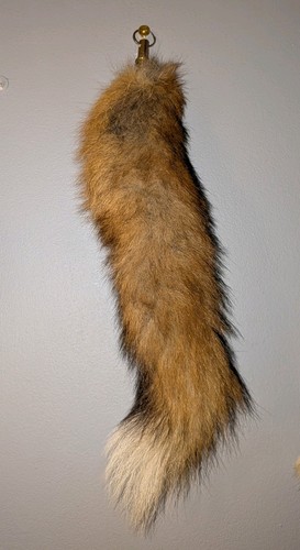 Taxidermy vintage red - taxidermy, fox