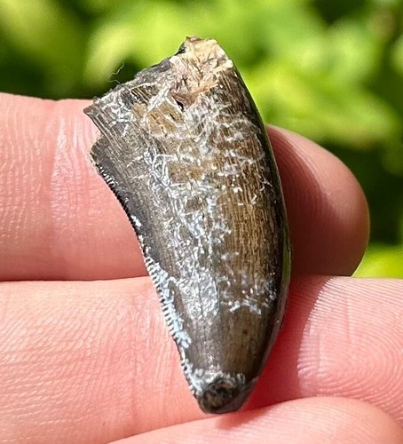 Juvenile rex dinosaur tooth - juvenile,
