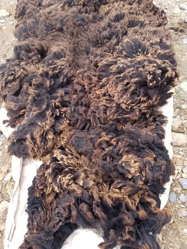 Hebridean fleece raw and - hebridean,