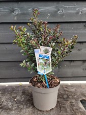 Holly Tree Ilex Meserveae