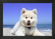 American Eskimo Puppy Framed