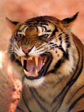 Tiger Roaring Teeth Fierce Photo Art Print Poster Picture Bmp1435B