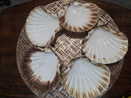 Large scallop shells for - 5x,