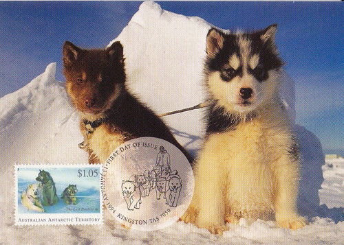 Maximum card husky pups - card,