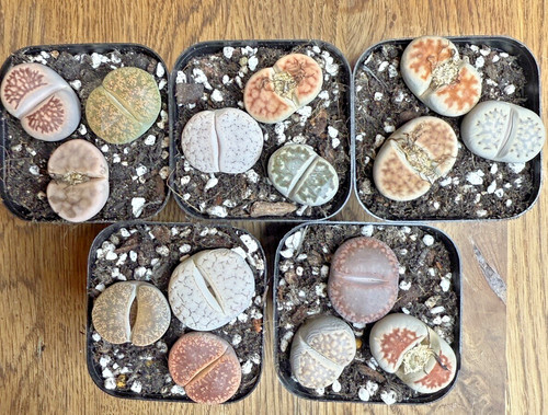 Mixed large lithops 5 3 - large, 2.5-3.0