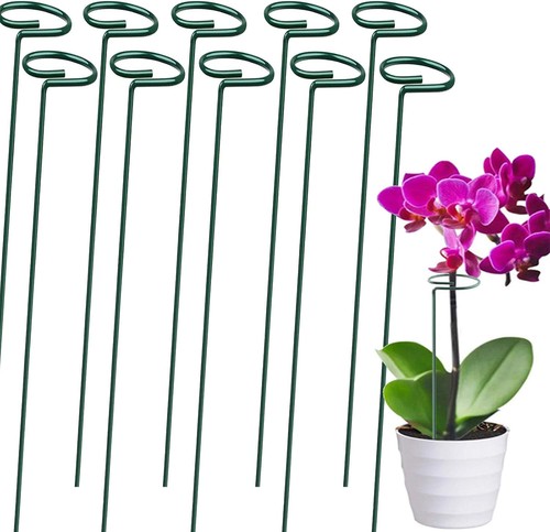 Single plant flower - flower, stem