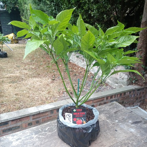 Carolina reaper chilli - carolina,