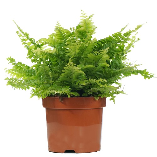 Nephrolepis boston fern - fern,