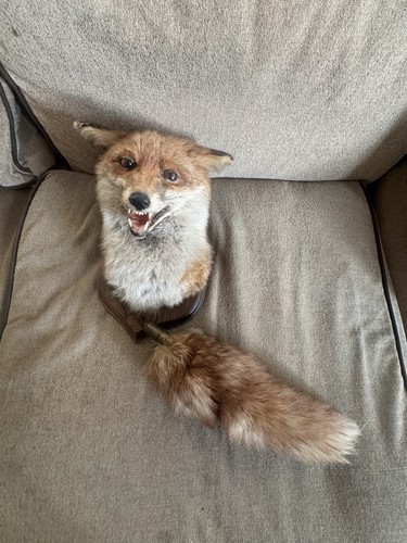 Vintage taxidermy red - vintage,