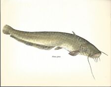 Beautiful Catfish Wels Fish Book Print / Plate on Paper. 40+ years old