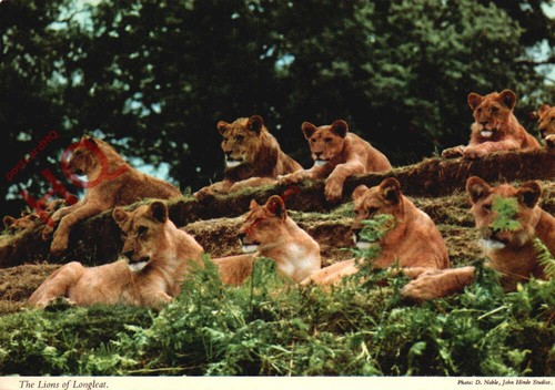Picture postcard the lions of - picture,