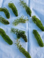 Hornwort Pond & Aquarium