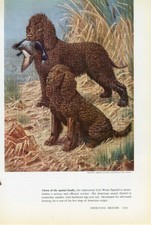 IRISH WATER SPANIEL OLD 1958 DOG ART PRINT by Artist WALTER A WEBER