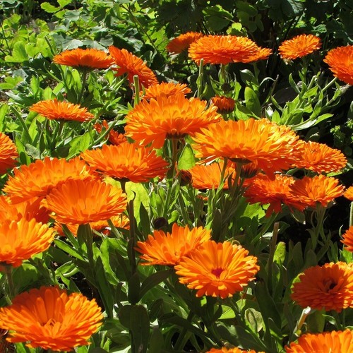 Pot marigold orange king - pot,