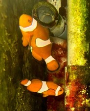 Bonded pair of healthy Common