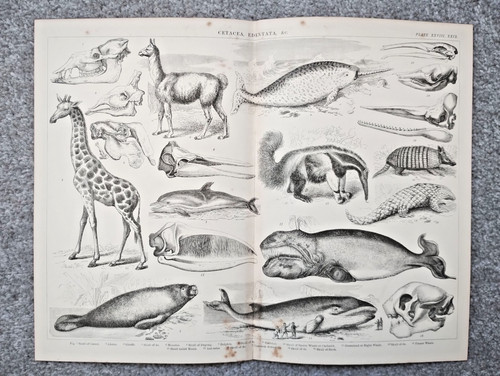 Examples cetaceans - of,