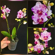 Rare Phalaenopsis "Pampered
