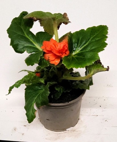 Orange begonia - orange,