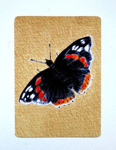 Aceo edition butterfly red - butterfly,,