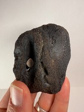Fossil Whale Vertebra –