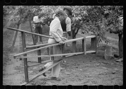 Photo orchard workers carrying - photo:orchard,