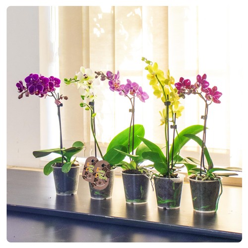 Phalaenopsis blume moth - phalaenopsis,