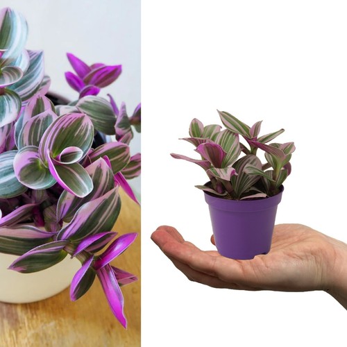 Tradescantia nanouk 10 - nanouk, 10-20cm