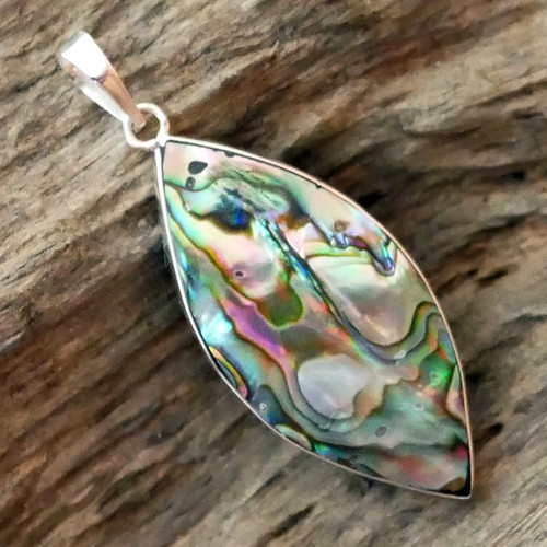 Paua abalone shell - paua,
