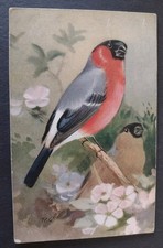 Bird Postcard, Bullfinch