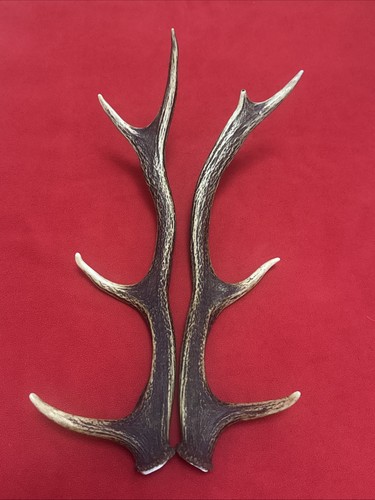 Pair red deer antlers - of,