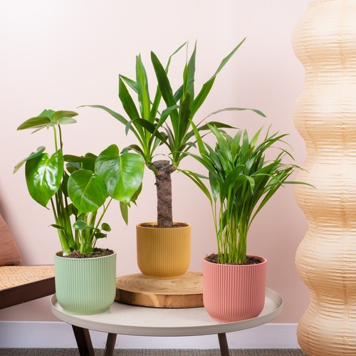 Urban jungle house plant - urban,