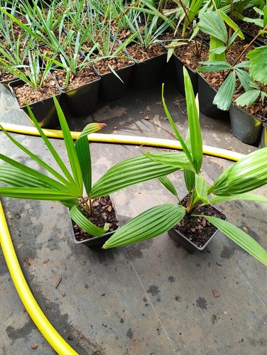 Livistona decora cm pot - livistona,