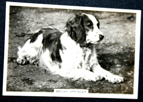 Welsh springer spaniel - springer,