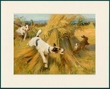 FOX TERRIER DOGS CHASE RABBIT