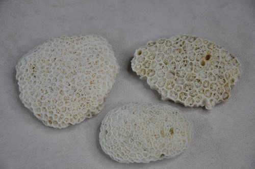 Natural real coral rock - x,
