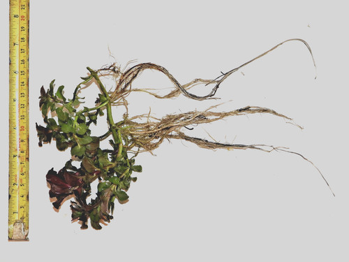 Water mint mentha aquatica - mint,