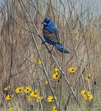 Lars Jonsson - Blue Grosbeak - RARE P/P Lithograph - Signed - MINT